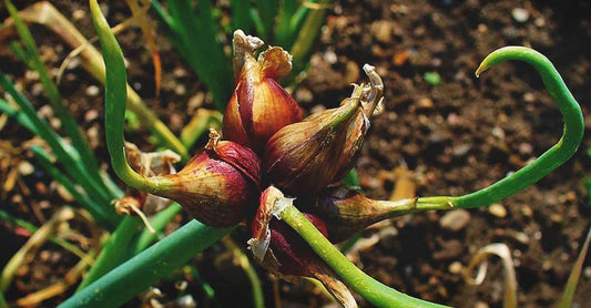 Egyptian walking onion