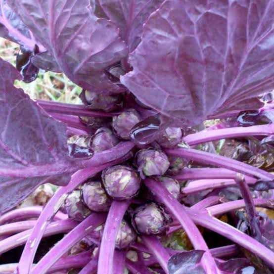 Red Bull Brussel Sprouts