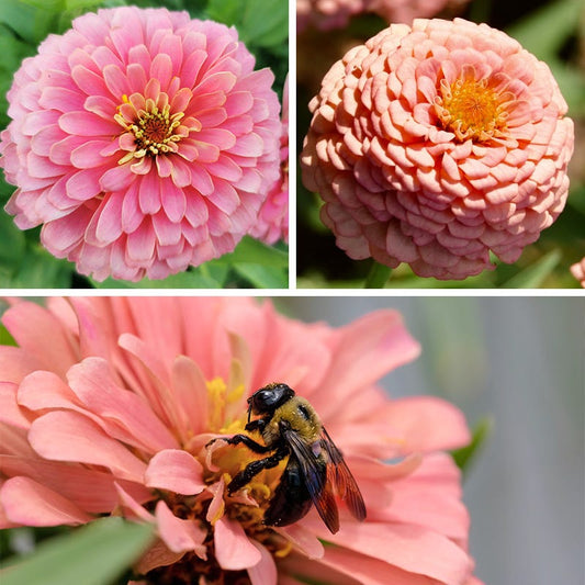 Bubble gum zinnia mix