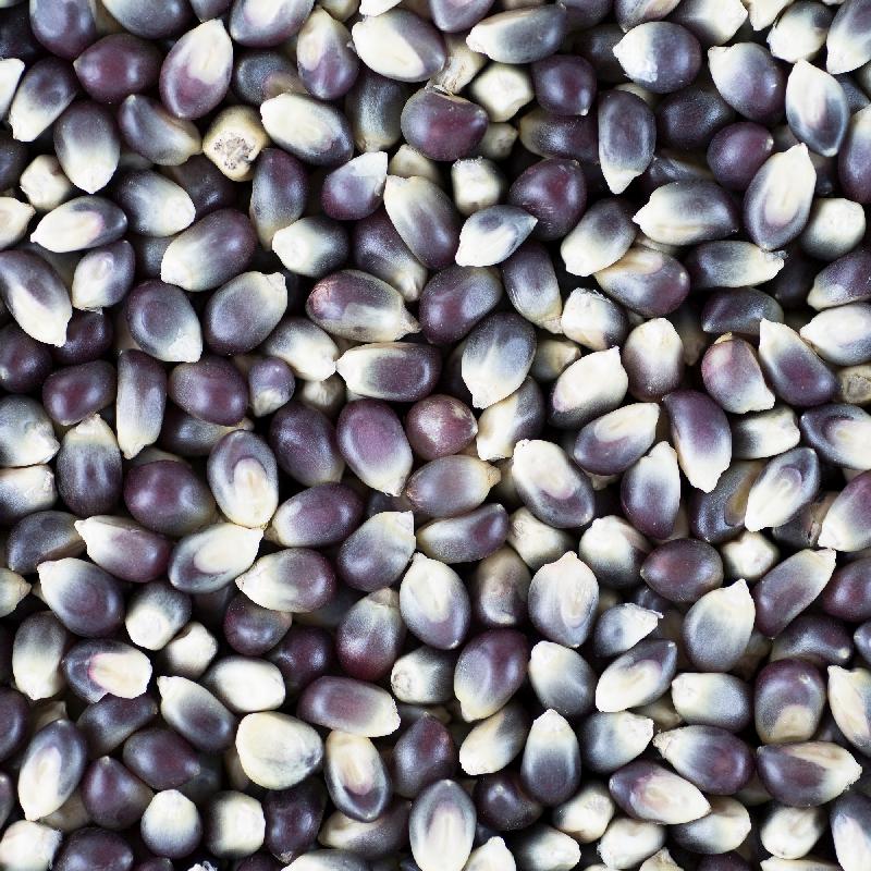 Blue Shamans popcorn seed