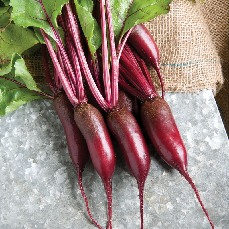 Cylindra Beet
