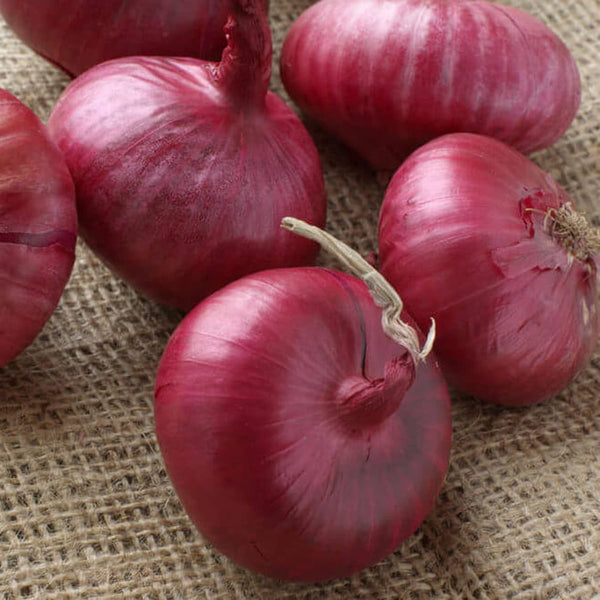 Ruby red long day onion