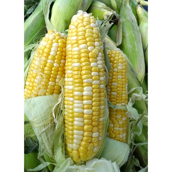 Serendipity bi color sweet corn