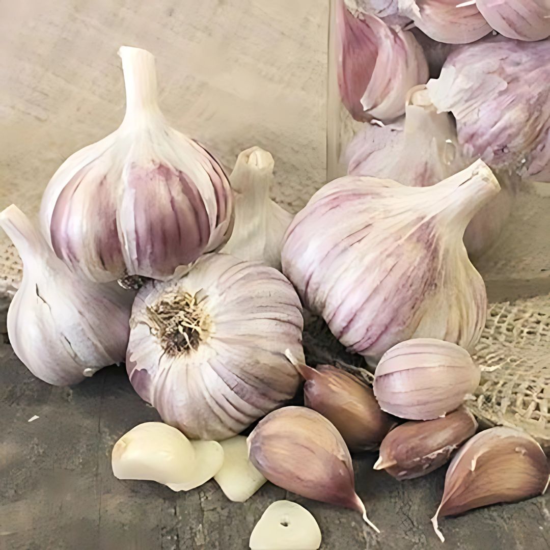 German red garlic