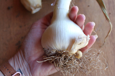 Elephant garlic