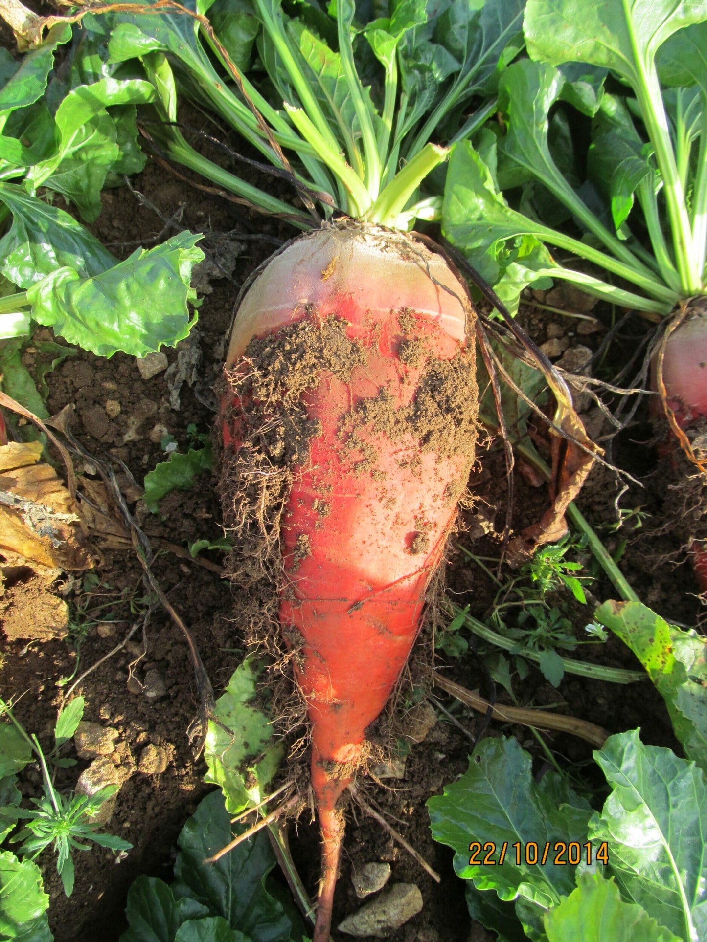 Red Mammoth Mangels