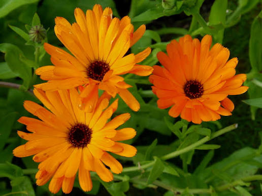 English marigold