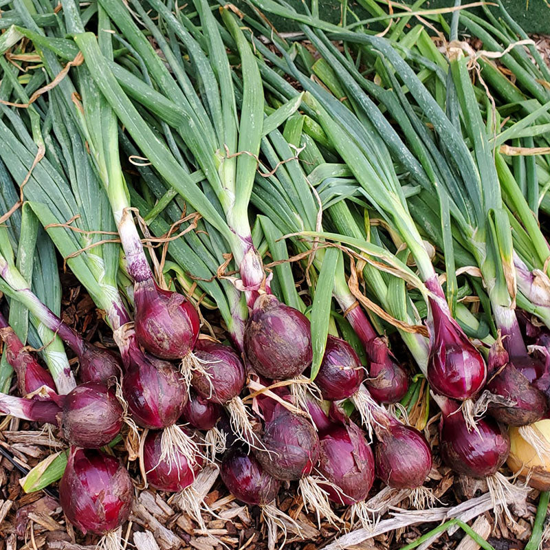 Ruby red long day onion
