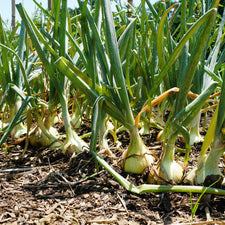 Walla walla sweet onion plants long day