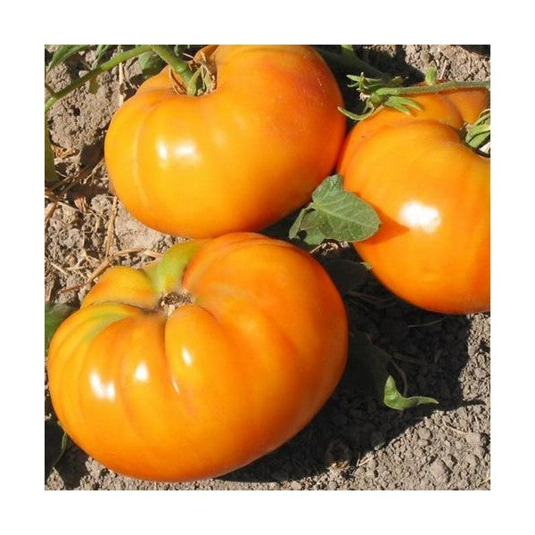 Goldie giant tomato