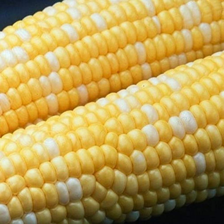 Luscious Bicolor Super Sweet Corn Seeds - Heirloom Corn | Farm Hand ...