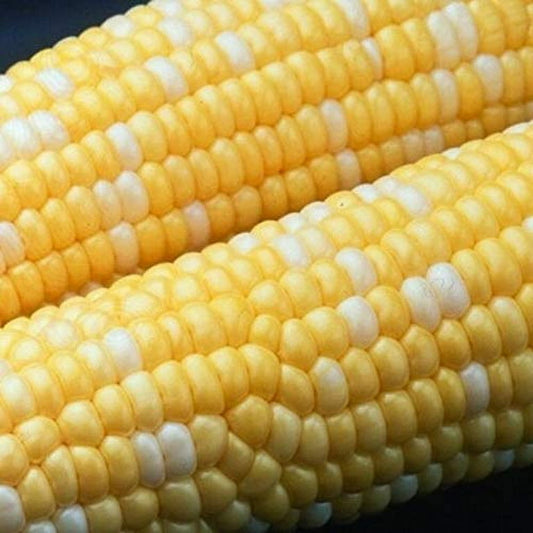 Luscious bicolor super sweet corn