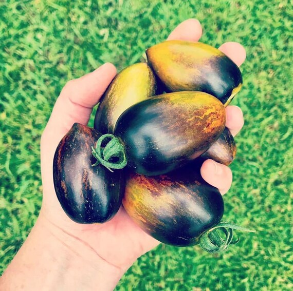 Brads atomic grape tomato