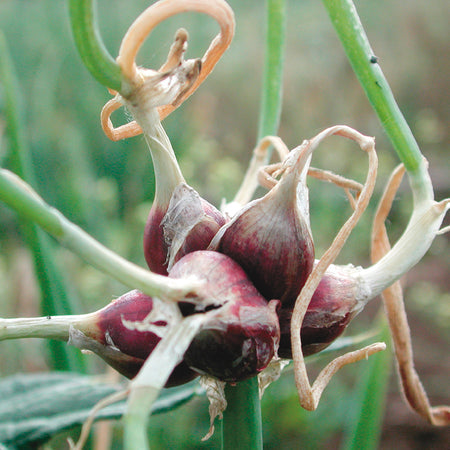 Egyptian walking onion