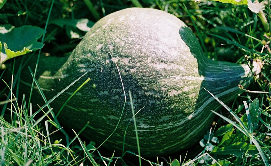 True Green Hubbard Winter Squash