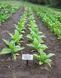 Farm.hand.seeds Golden burley tobacco