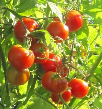 Stupice tomato extra early