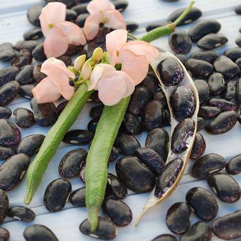 Sunset runner beans
