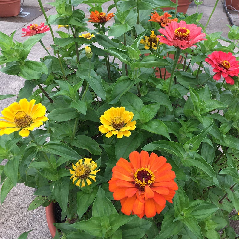 Fruity beauty zinnia mix