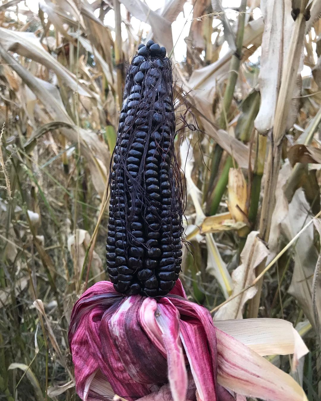Black Aztec corn