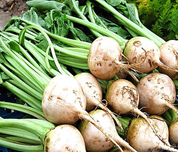 White Albino Heirloom Beets