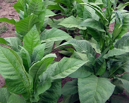 Farm Hand Seeds Golden Harvest Tobacco