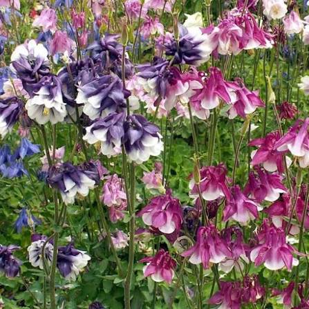 Dwarf columbine mix