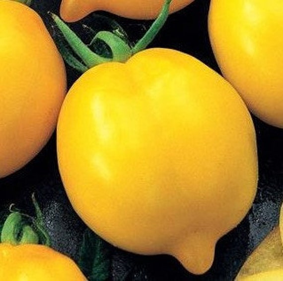 Lemon plum tomato