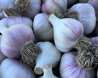 Music hardneck garlic