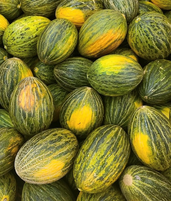 Piel de Sapo Heirloom Melon
