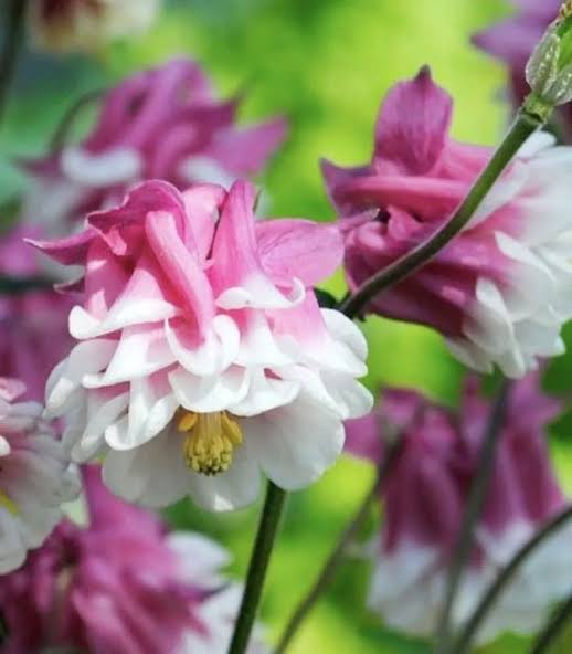 Dwarf columbine mix