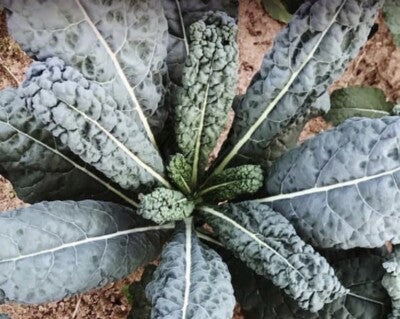 Black magic kale