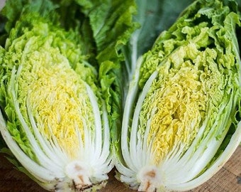 Michihili Chinese Cabbage