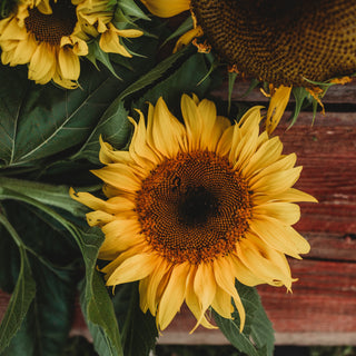 Arikara sunflower
