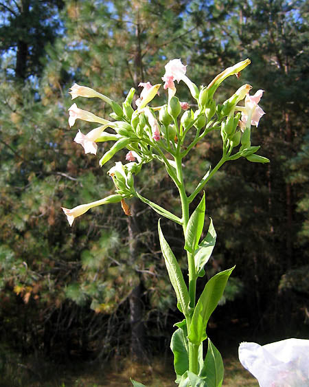 Ternopolskii 14 Tobacco