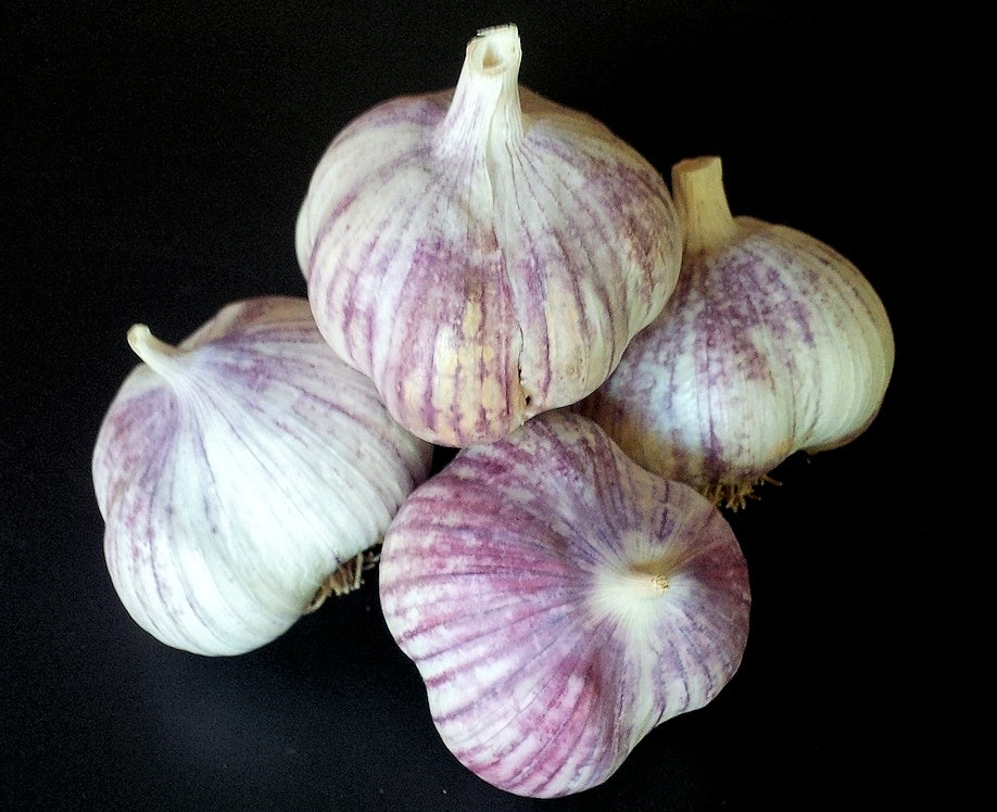 German red garlic