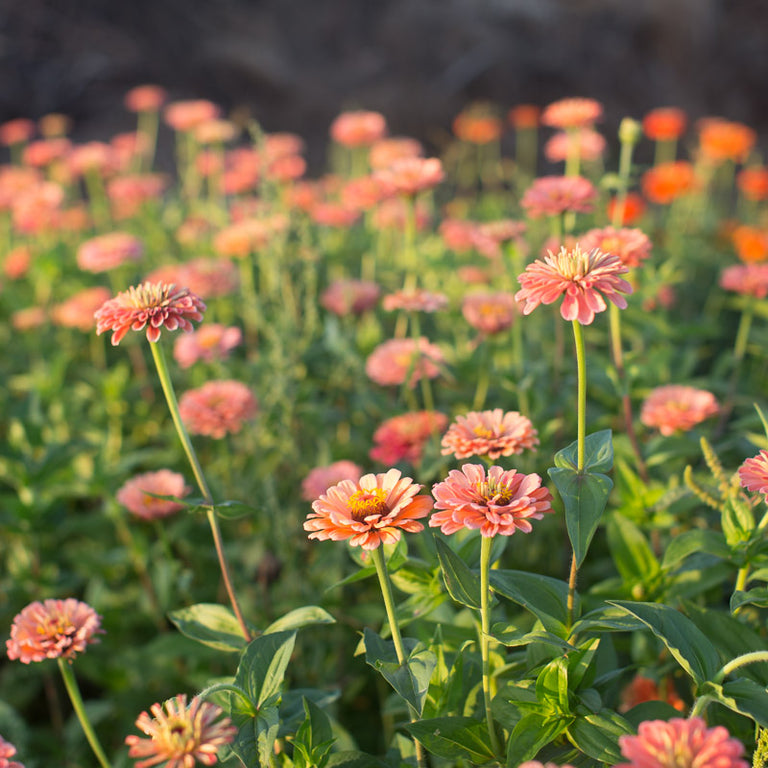 Rose giant cactus zinnia