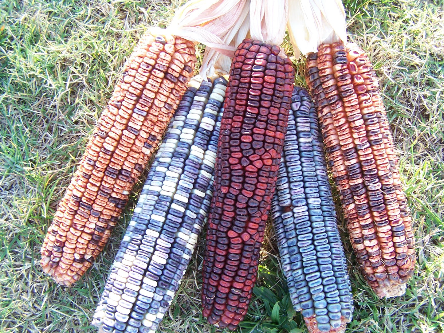 Kentucky rainbow dent corn
