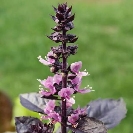 Dark Opal Purple Basil