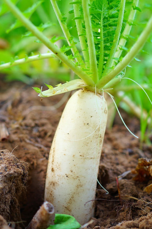 Giant daikon radish