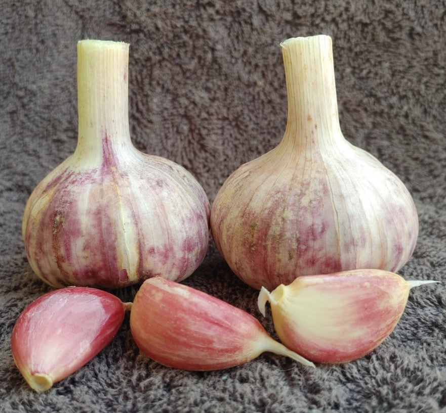 German red garlic