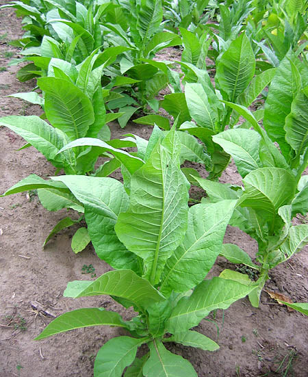 Lemon Bright Tobacco