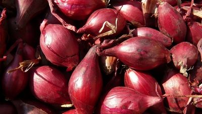 French red shallots