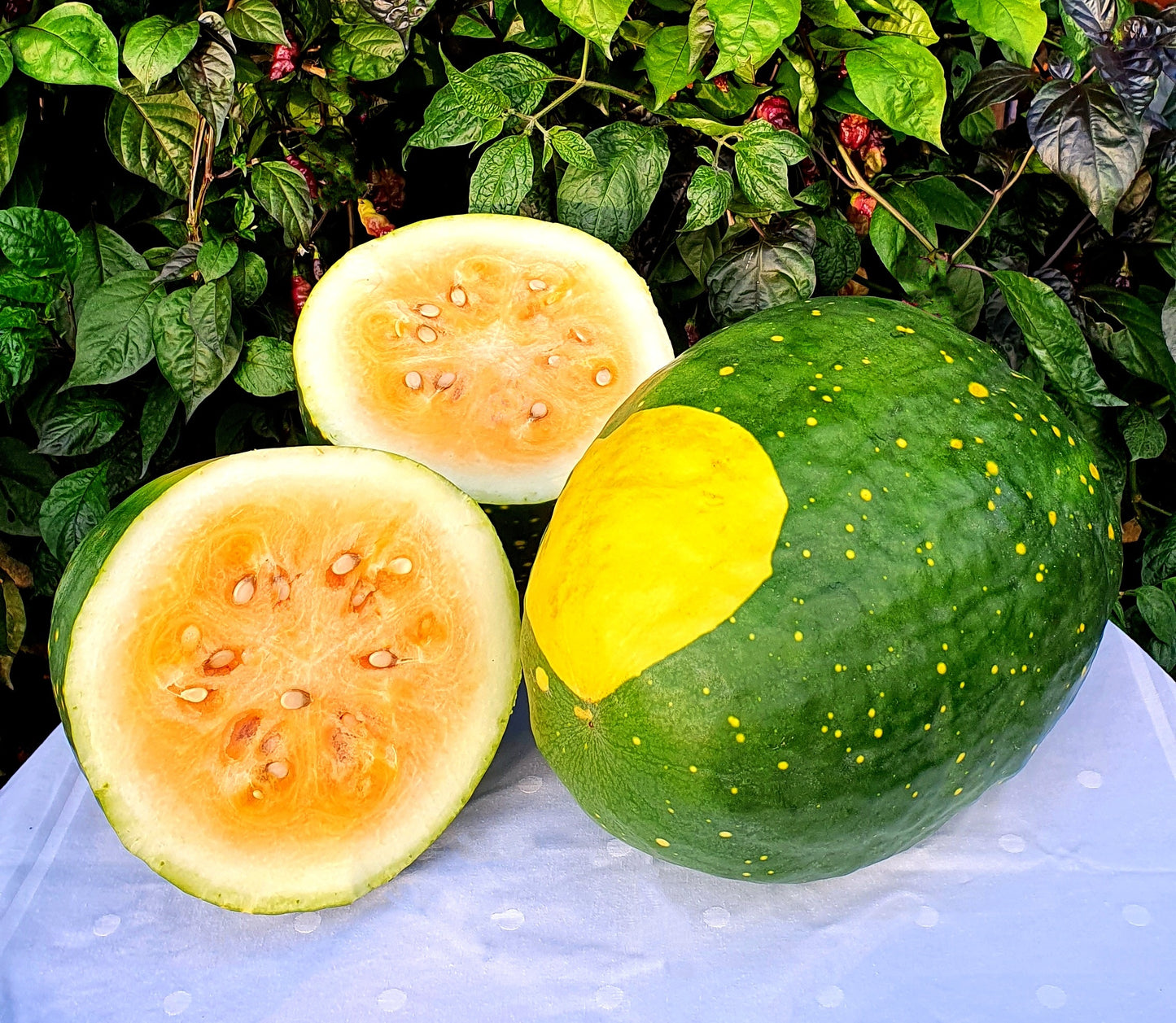Moon & stars yellow flesh watermelon