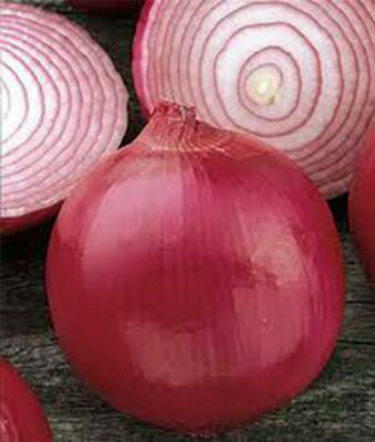 Red Burgundy Onion