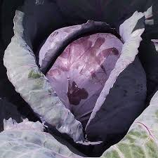 Red express cabbage