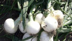 White grano short day onion