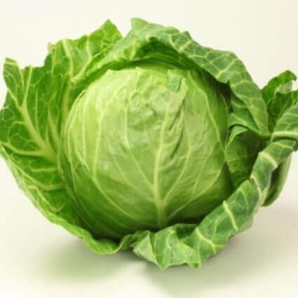 Flat Dutch Cabbage