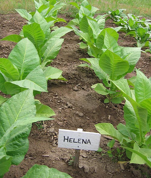 Helena Tobacco
