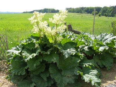Victoria rhubarb